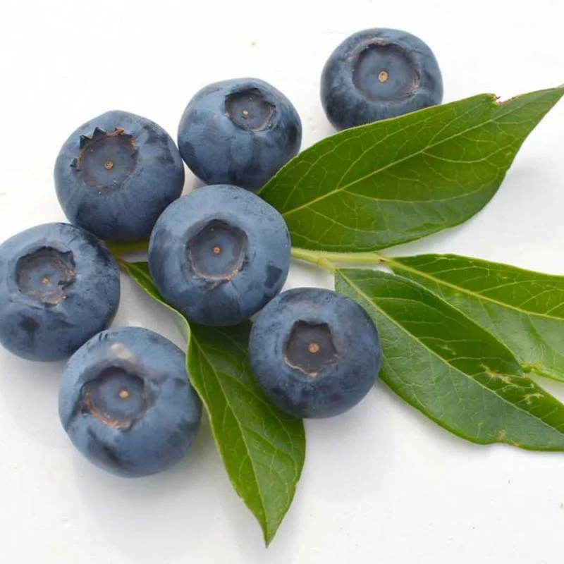 Heidelbeere (Vaccinium corymbosum) BLUEGOLD