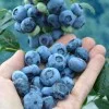 Blueberry (Vaccinium corymbosum) CHANDLER