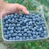 Čučoriedka (Vaccinium corymbosum) PATRIOT