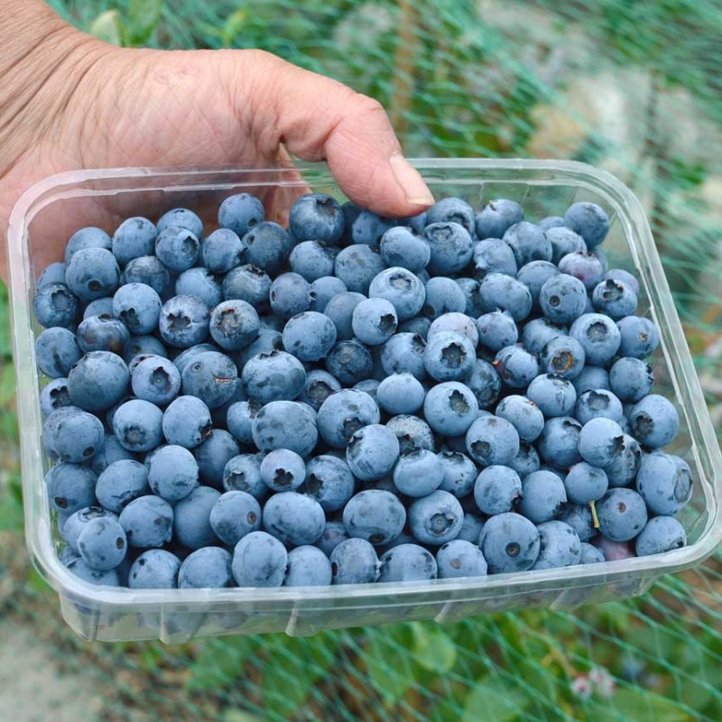 Čučoriedka (Vaccinium corymbosum) PATRIOT