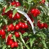 Drieň obyčajný (Cornus mas) BOLESTRASZYCKI®
