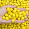 Drieň obyčajný (Cornus mas) BUKOVINSKIJ
