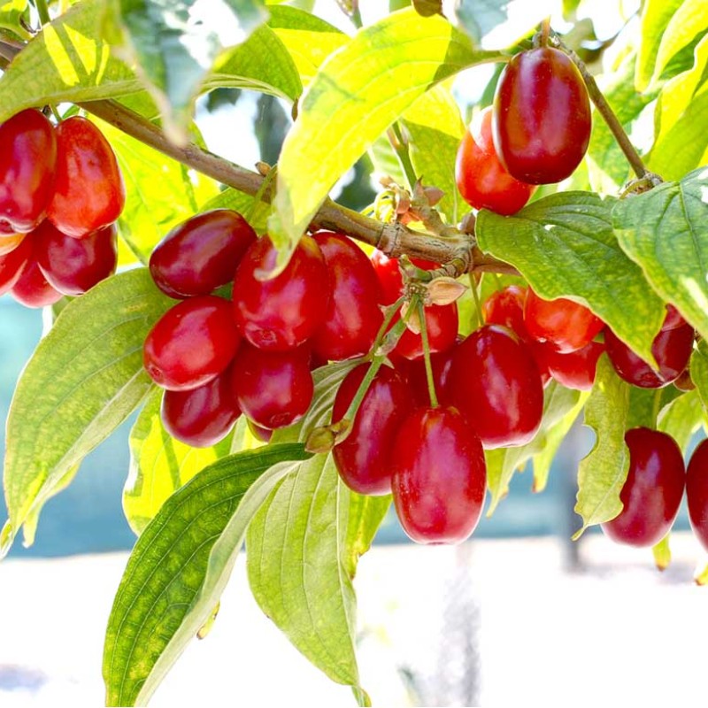 Drieň obyčajný (Cornus mas) KORALLOVYJ