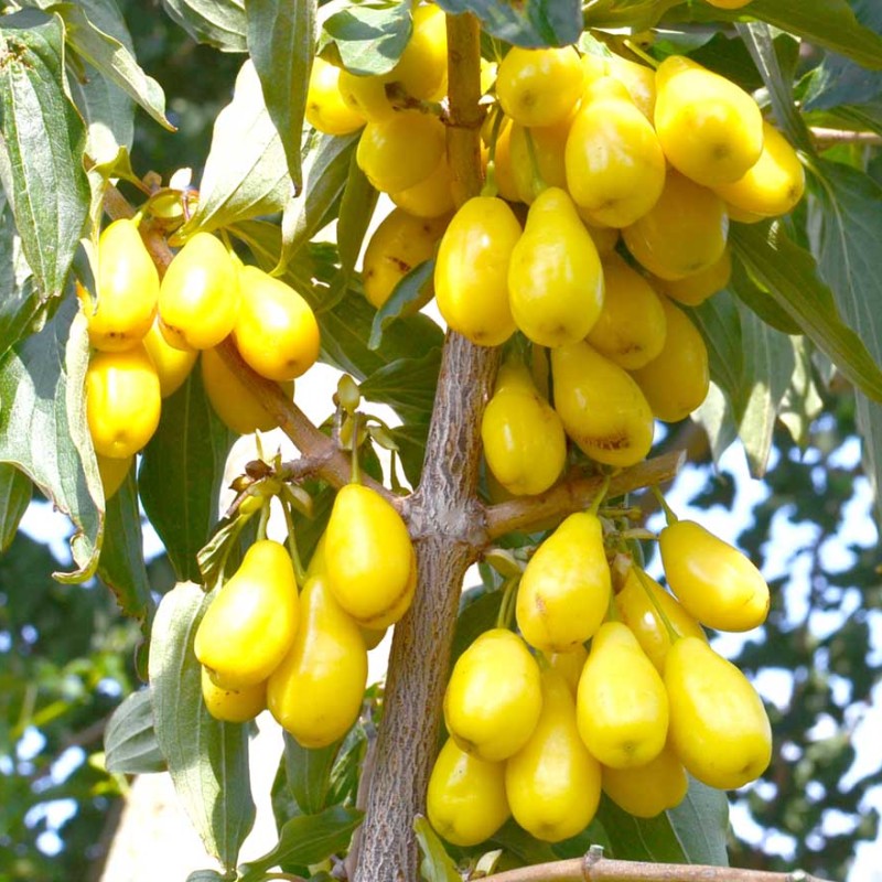 Drieň obyčajný (Cornus mas) NEŽNYJ