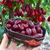 Cornelian Cherry Dogwood (Cornus mas) VLADIMIRSKY