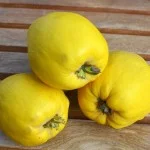 Quince Trees