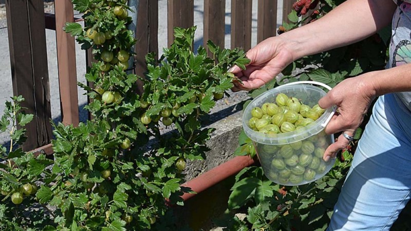 Stachelbeeren - Anbau und Pflege Stachelbeeren - Anbau und Pflege
