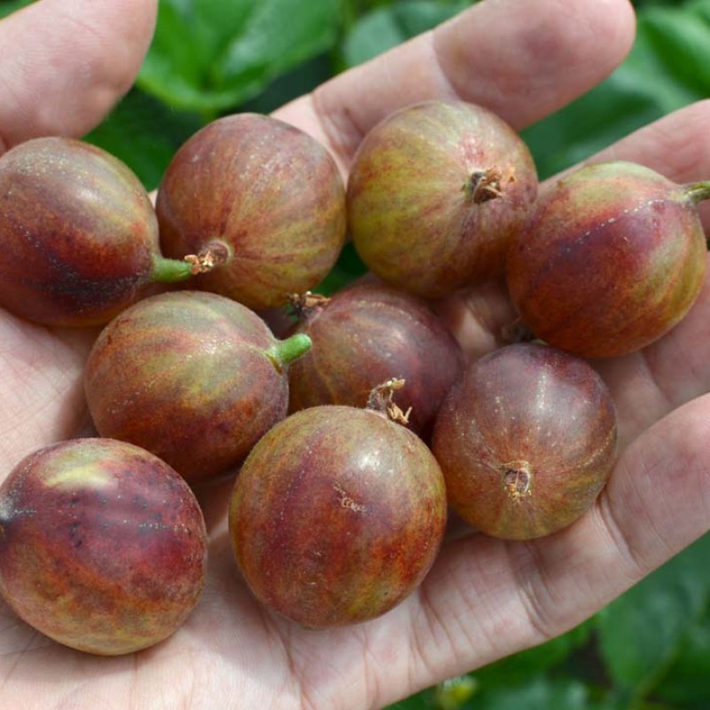 Egreš (Grossularia uva-crispa) KOOPERATOR