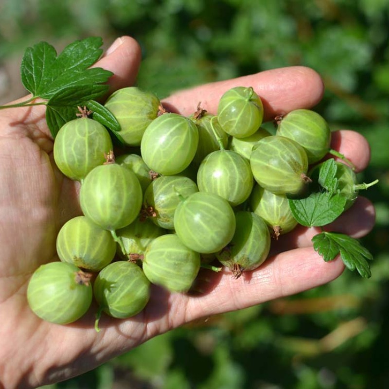 Egreš (Grossularia uva-crispa) MUCURINES