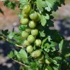 Egreš krík (Grossularia uva-crispa) RODNIK