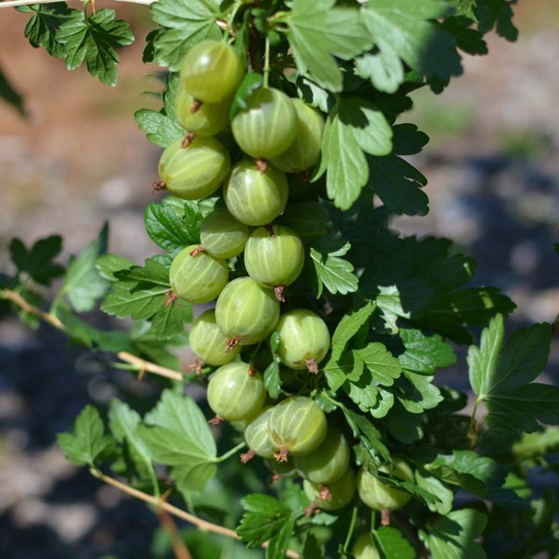 Egreš krík (Grossularia uva-crispa) RODNIK