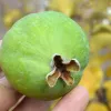 Fejchoa - Ananásová guava - Acca sellowiana - Feijoa sellowiana - MAMMOTH