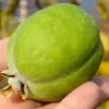 Fejchoa - Ananásová guava - Acca sellowiana - Feijoa sellowiana - MAMMOTH