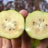 Fejchoa - Ananásová guava - Acca sellowiana - Feijoa sellowiana - MAMMOTH