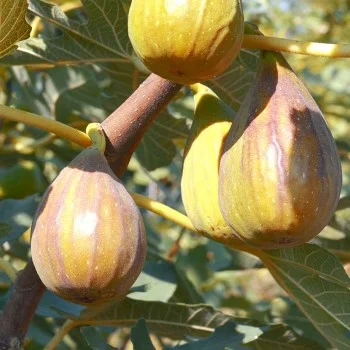 Fig Tree (Ficus carica) BROWN TURKEY