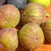 Figovník (Ficus carica) DORÉE