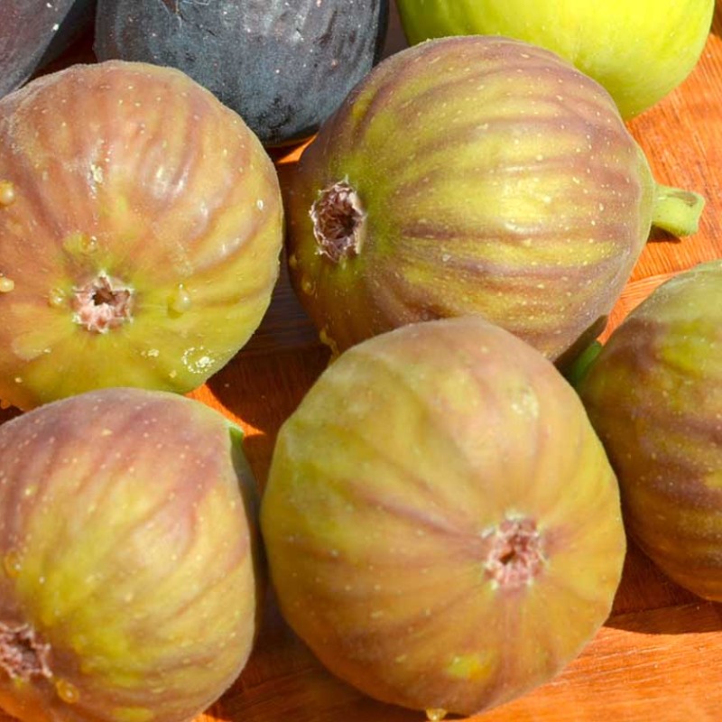 Figovník (Ficus carica) DORÉE