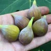 Fig Tree (Ficus carica) CELESTE
