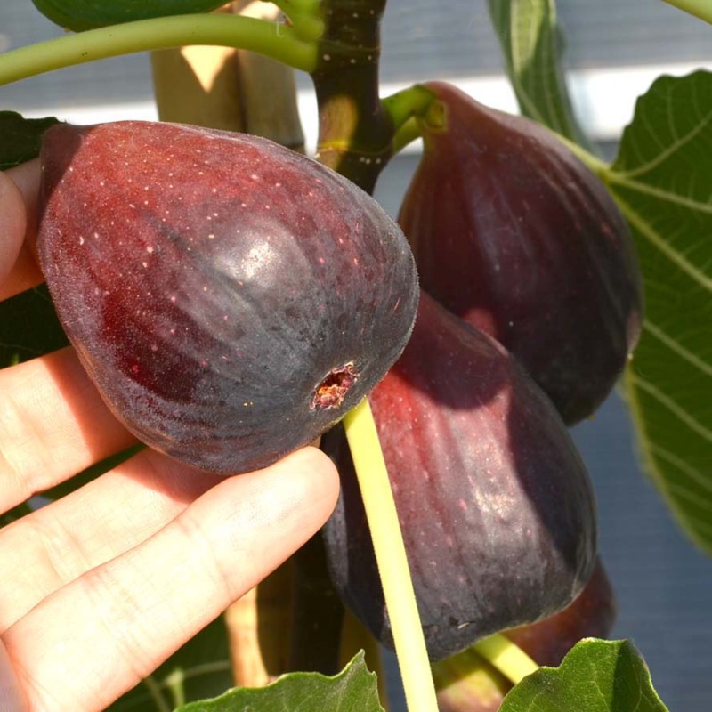 Figovník (Ficus carica) SULTANE