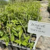 Gaštan jedlý (Castanea crenata x Castanea sativa) BOUCHE de BÉTIZAC