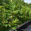 Gaštan čínsky (Castanea mollissima) 3-ročný semenáč