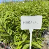 Gaštan jedlý (Castanea crenata x Castanea sativa) MARAVAL
