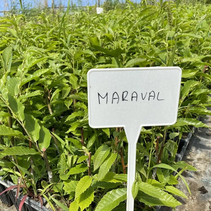 Edelkastanie (Castanea crenata x Castanea sativa) MARAVAL Edelkastanie (Castanea crenata x Castanea sativa) MARAVAL
