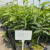 Sweet Chestnut Tree (Castanea crenata x Castanea sativa) MARSOL