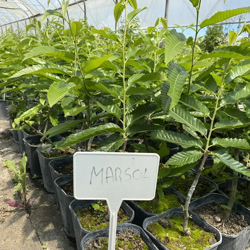 Gaštan jedlý (Castanea crenata x Castanea sativa) MARSOL Gaštan jedlý (Castanea crenata x Castanea sativa) MARSOL