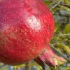 Granátové jablko (Punica granatum) ACCO