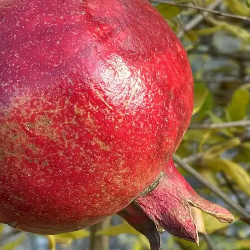 Granátové jablko (Punica granatum) ACCO