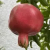 Granátové jablko (Punica granatum) AL-SIRIN-NAR