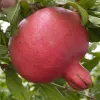 Granátové jablko (Punica granatum) AL-SIRIN-NAR