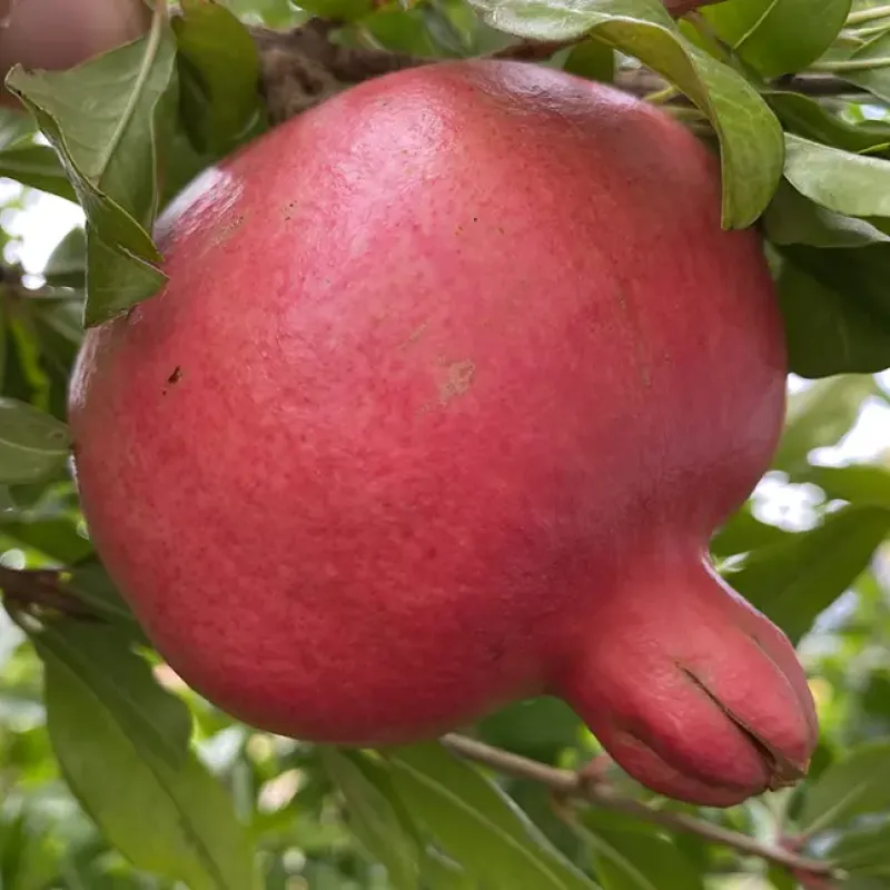 Granátové jablko (Punica granatum) AL-SIRIN-NAR