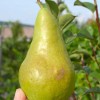 Hruška stĺpová (Pyrus communis) CONCORDE