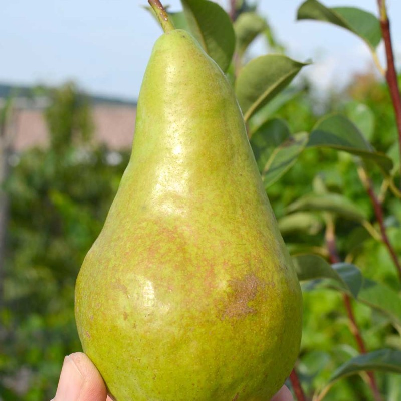 Hruška stĺpová (Pyrus communis) CONCORDE