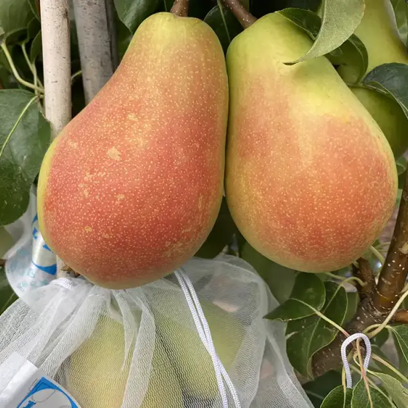 Hruška (Pyrus communis) HARROW DELIGHT