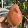 Hruška (Pyrus communis) HARROW DELIGHT