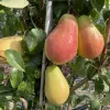 Hruška (Pyrus communis) HARROW DELIGHT
