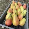 Hruška (Pyrus communis) HARROW DELIGHT
