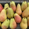 Hruška (Pyrus communis) HARROW DELIGHT