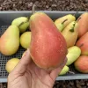 Hruška (Pyrus communis) HARROW DELIGHT