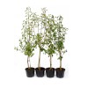 Hruška (Pyrus communis) SAXONIA™ GRAF DIETRICH®