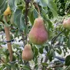 Hruška (Pyrus communis) KRASAVICA ČERNENKO