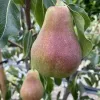 Hruška (Pyrus communis) KRASAVICA ČERNENKO