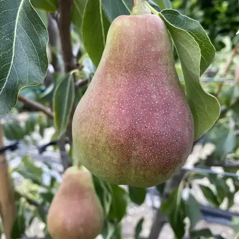 Hruška (Pyrus communis) KRASAVICA ČERNENKO