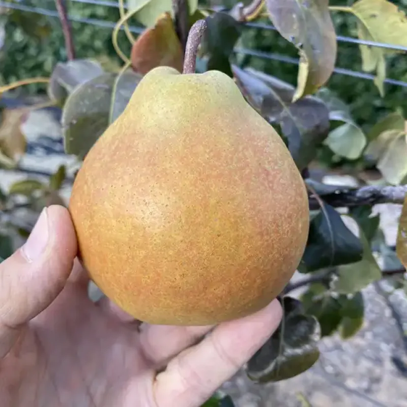 Birne (Pyrus communis) LIRA