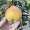 Birne (Pyrus communis) LIRA