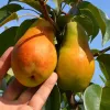 Hruška (Pyrus communis) TALGARSKAJA KRASAVICA