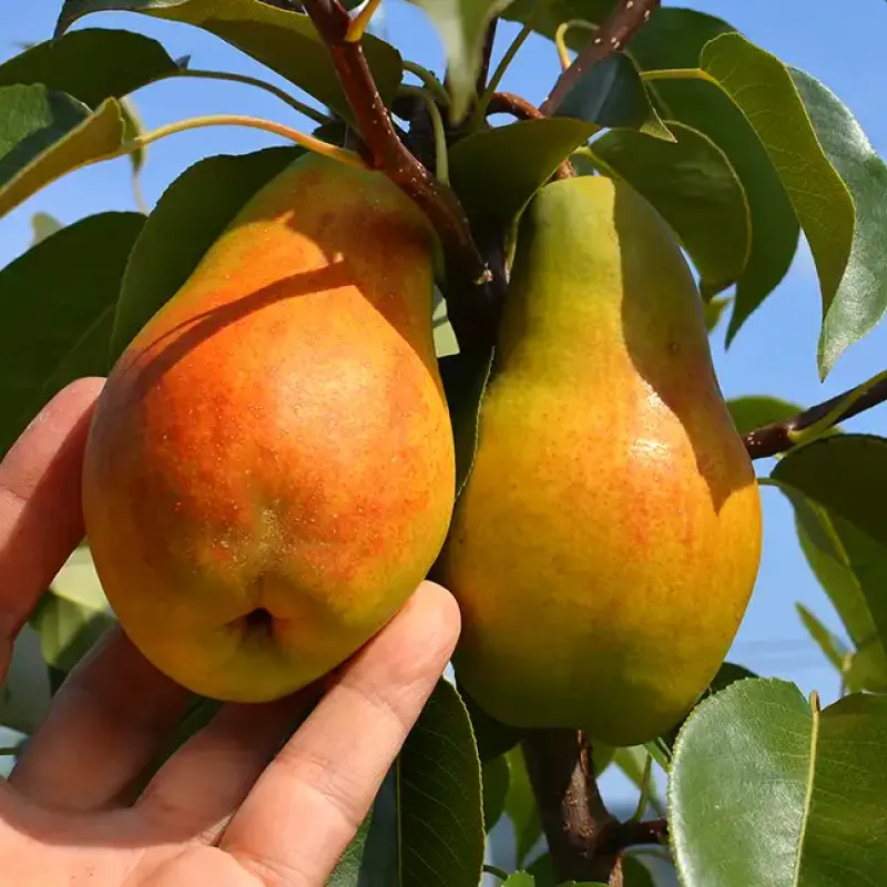 Hruška (Pyrus communis) TALGARSKAJA KRASAVICA